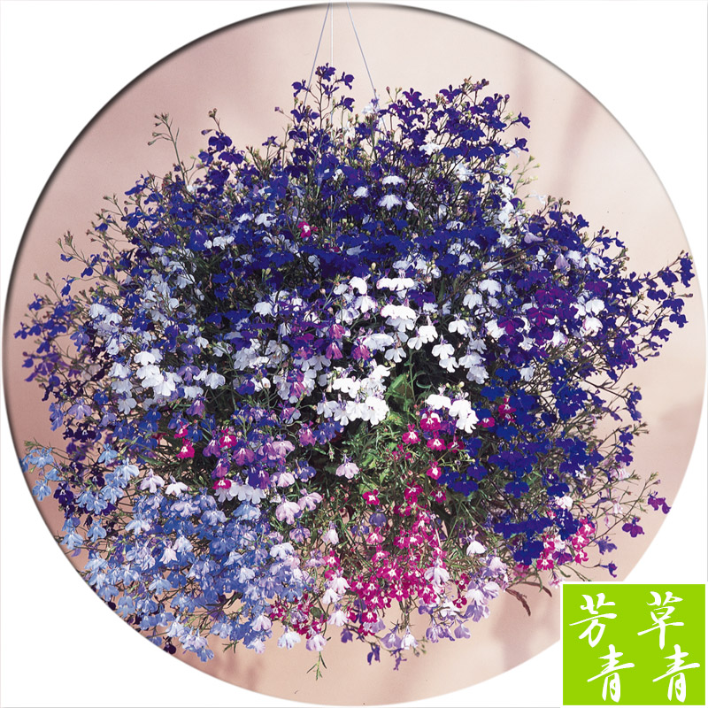 进口垂吊半边莲种子 六倍利翠蝶花四季室内阳台盆栽易种花卉种子