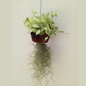 正品[积水凤梨]积水凤梨怎么养评测 积水凤梨价