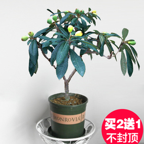 正品[枇杷树苗]枇杷树苗价格评测 枇杷树苗品种