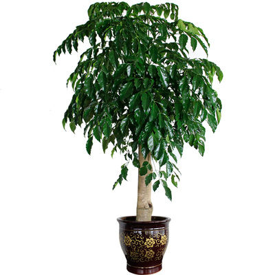 办公室客厅大型绿植绿宝幸福树盆栽室内好养耐