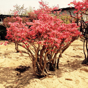 正品[映山红苗]映山红原唱评测 图片_惠惠购物