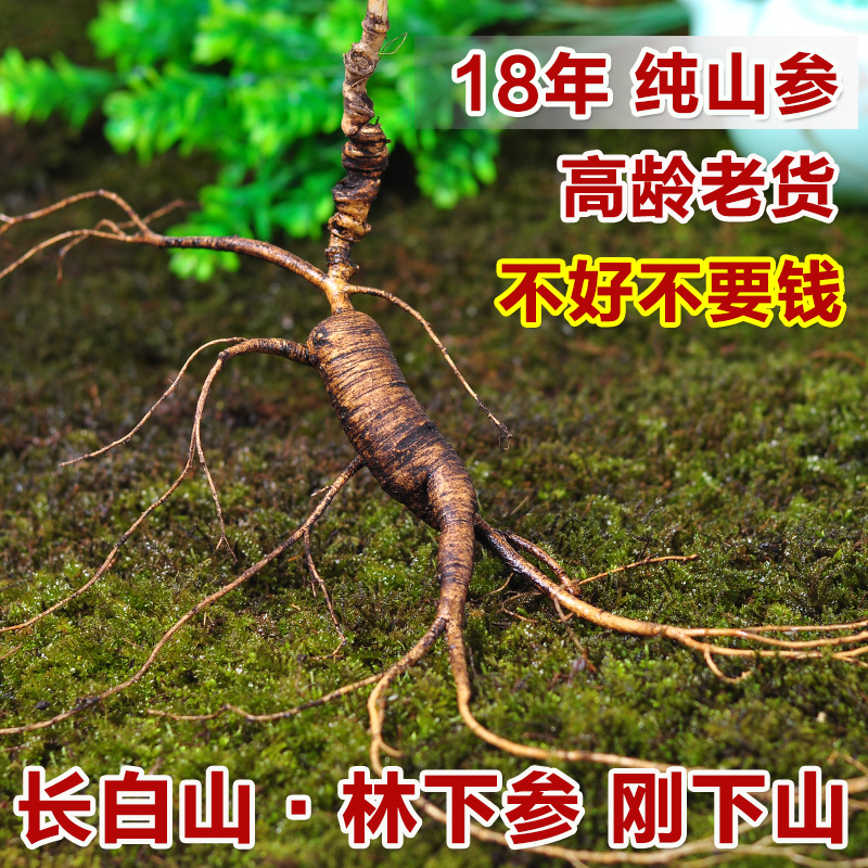 新鲜林下参长白山人参野山参东北移山参野生人参泡酒吉林特产