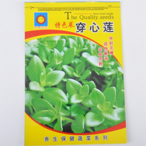 菜用穿心莲种子阳台盆栽蔬菜种子夏季种田七三七种子抗佳品