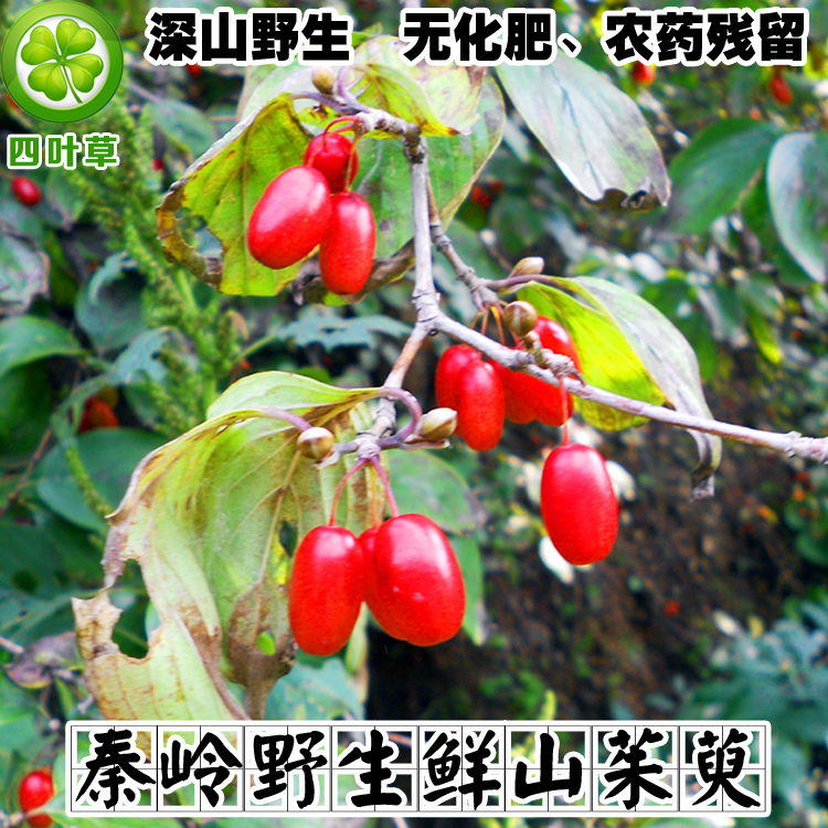 【五斤包邮】野生山茱萸肉新鲜山茱萸肉枣皮新鲜山萸肉新鲜采摘