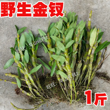 包邮 1斤 野生金钗石斛新鲜石斛枫斗茶比铁皮石斛赤水金钗石斛好