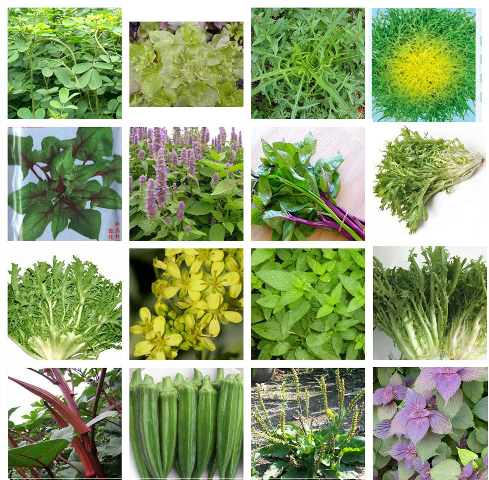 家庭蔬菜种子 紫苏子 牛蒡子 香薄荷 板蓝根 保健药用野菜种子