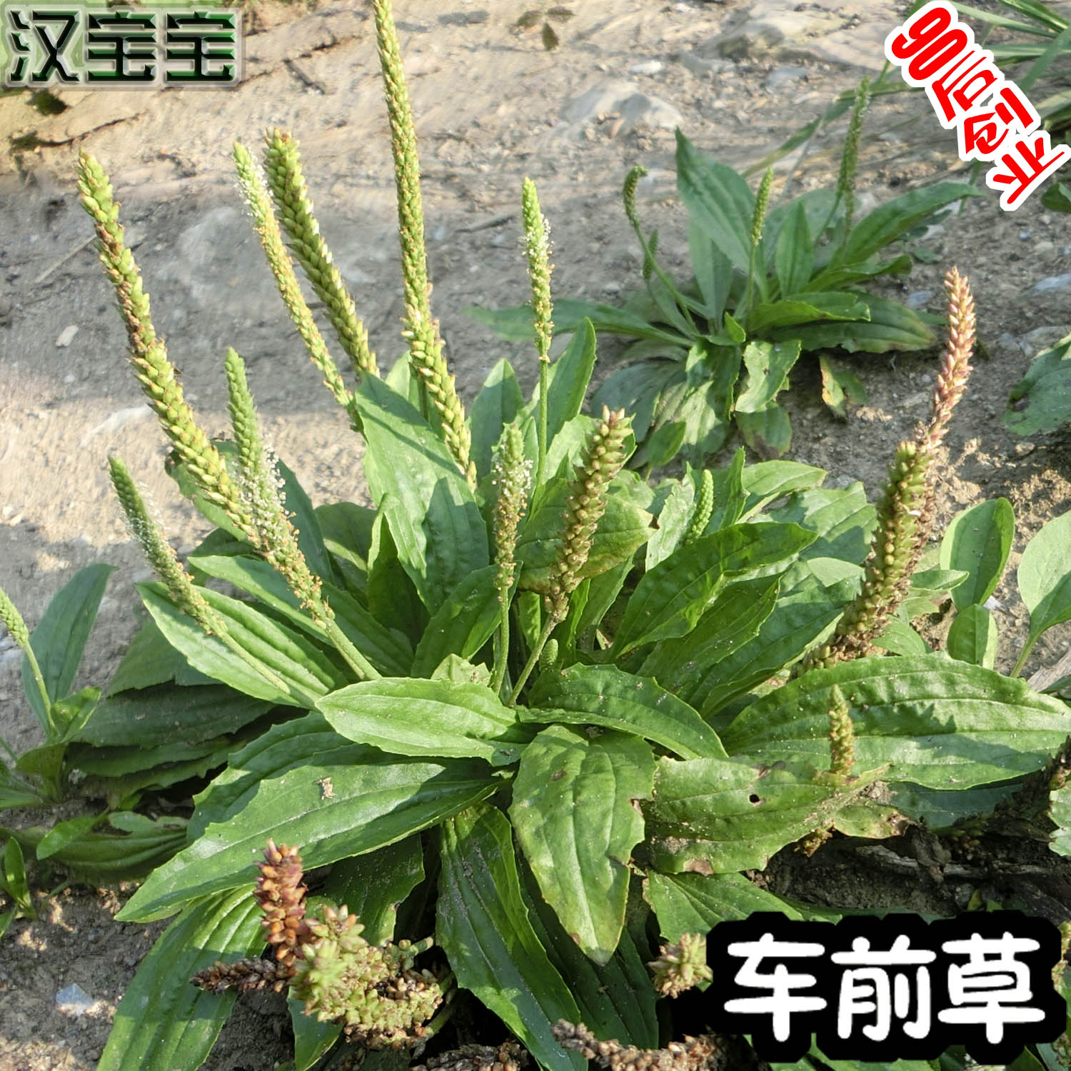 车前草秦岭野生车前草茶新鲜干货车轮菜牛舌菜2016新货500g包邮