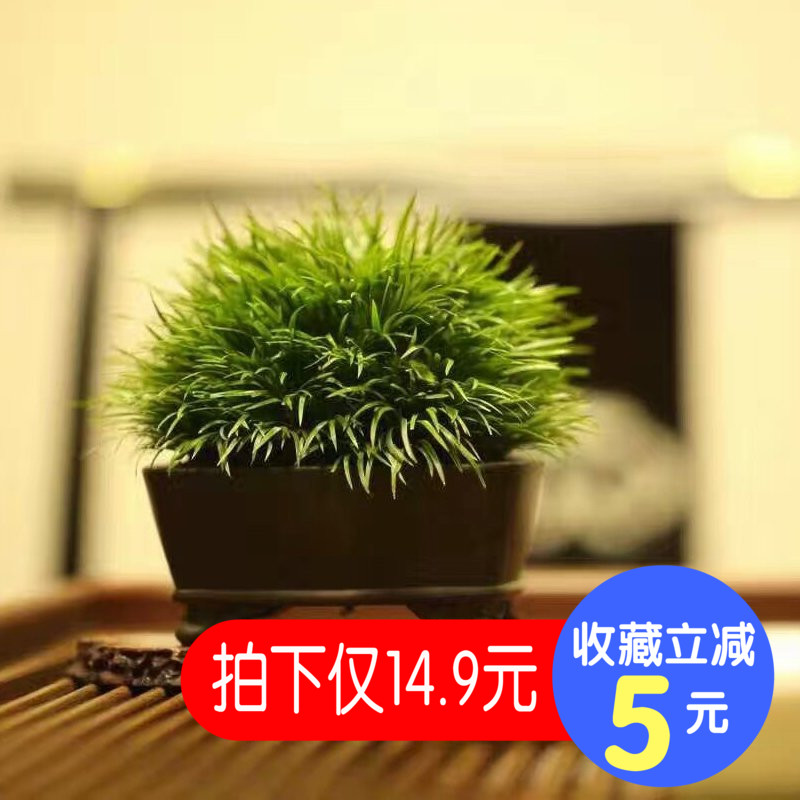 黄金姬正宗野生室内绿植花卉虎须文人草迷你盆栽植物金钱菖蒲盆景
