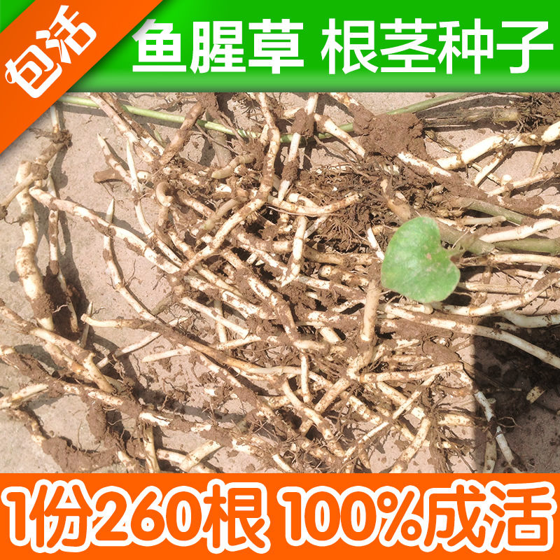 【天天特价】根茎繁殖 鱼腥草种子折耳根侧耳根种子 新鲜鱼腥草