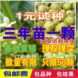 推荐最新诺丽果汁的副作用 诺丽果汁的作用信