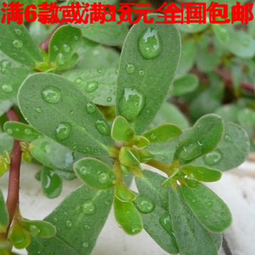 中药材绿色野菜 干 马齿苋 新鲜马齿苋 种子五行草长寿草马掌菜
