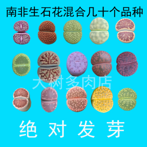 【多肉植物种子】最新淘宝网多肉植物种子优惠信息_Q友网