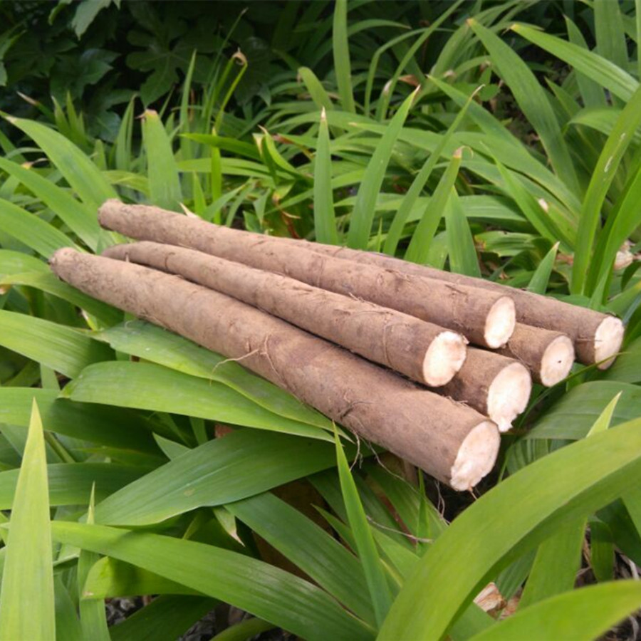 徐州益顺康新鲜牛蒡根 4斤装 黄金牛蒡茶原料 当天现挖牛旁