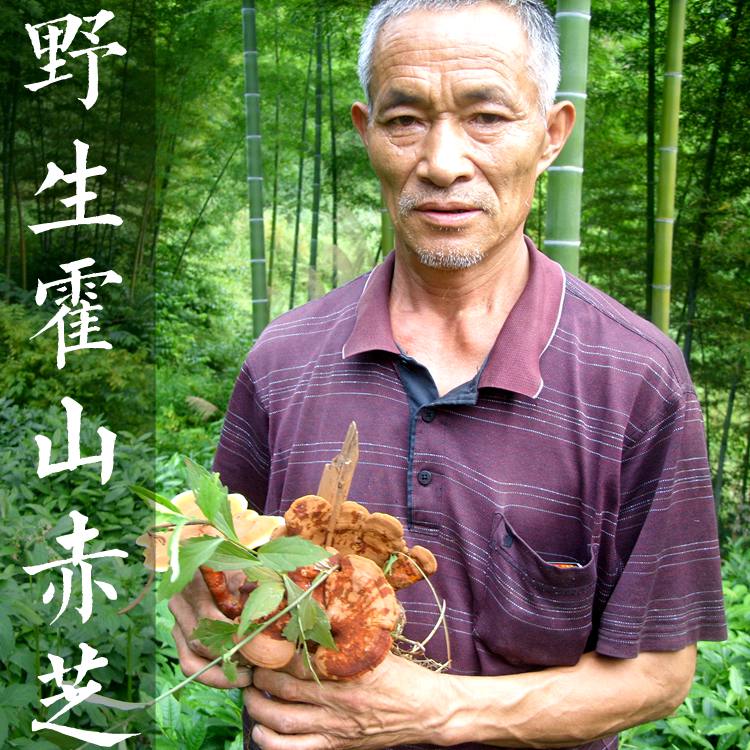 霍山赤芝  野生灵芝  可切片 林芝 大别山纯野生 100克包邮