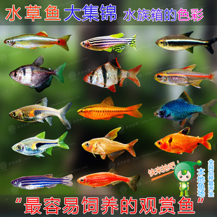 樱桃灯三角灯玻璃灯喷火灯帝王灯稻田鱼钻石灯 灯鱼大