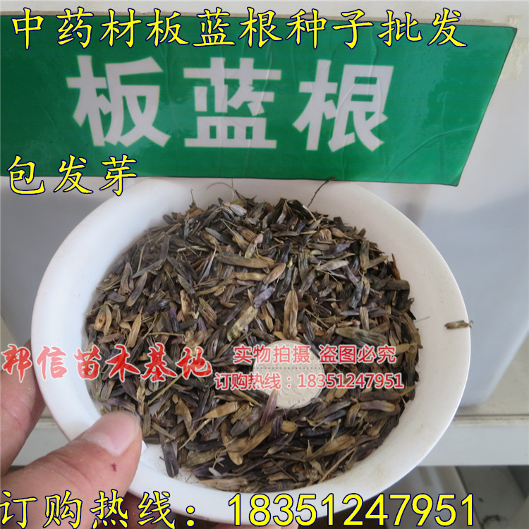 正品板蓝根种子 中药材大青叶种子批发菘蓝籽清热解毒纯新籽包邮