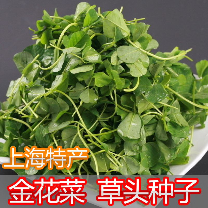 【金花菜 草头种子】大叶金花菜 黄花草头种子 菜苜蓿