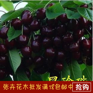 水果树苗 樱桃树苗 嫁接樱桃 黑珍珠 苗 盆栽车厘子樱桃 樱桃树 南方