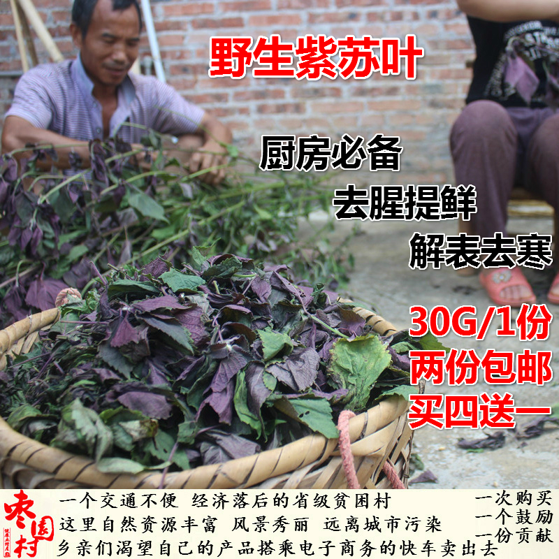 新鲜正宗野生紫苏叶 纯天然紫苏叶干 去腥烧鱼虾蟹解表散寒中药材