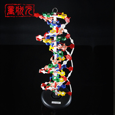 dna双螺旋结构模型j3212带底座60公分碱基对遗传基因生物教具大号
