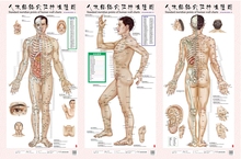 医学挂图用图 男性人体经络大挂图家用中医美体针灸艾灸养生保健穴位经络图 1套3张挂图 包邮 男性 人体经络穴位标准挂图 正版
