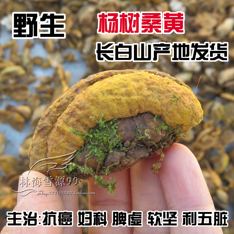 灵芝 野生杨树桑黄 长白山野生灵芝 桑黄灵芝正品 250克