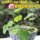 碗莲简单易种植 水生花卉睡莲荷花迷你睡水培植物 水培植物