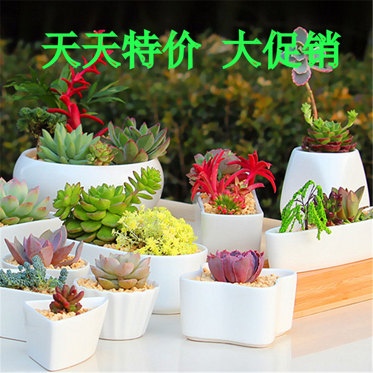 优雅花婆婆多肉坊C店铺_中国法律网推荐商城