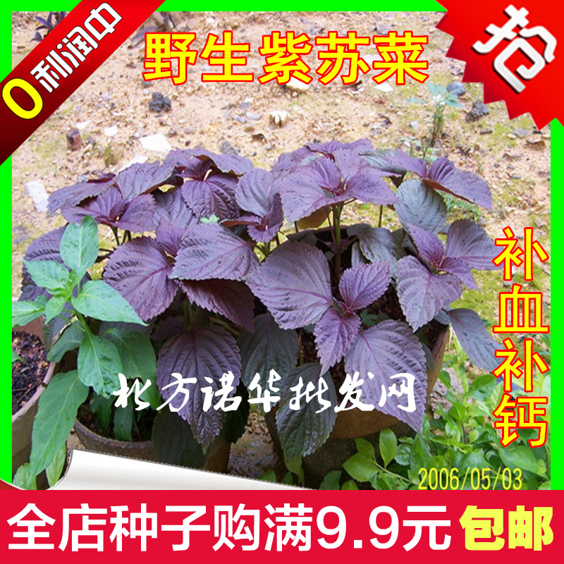 夏季特色蔬菜种子批发紫苏种子阳台盆栽青菜 野生紫苏菜种子