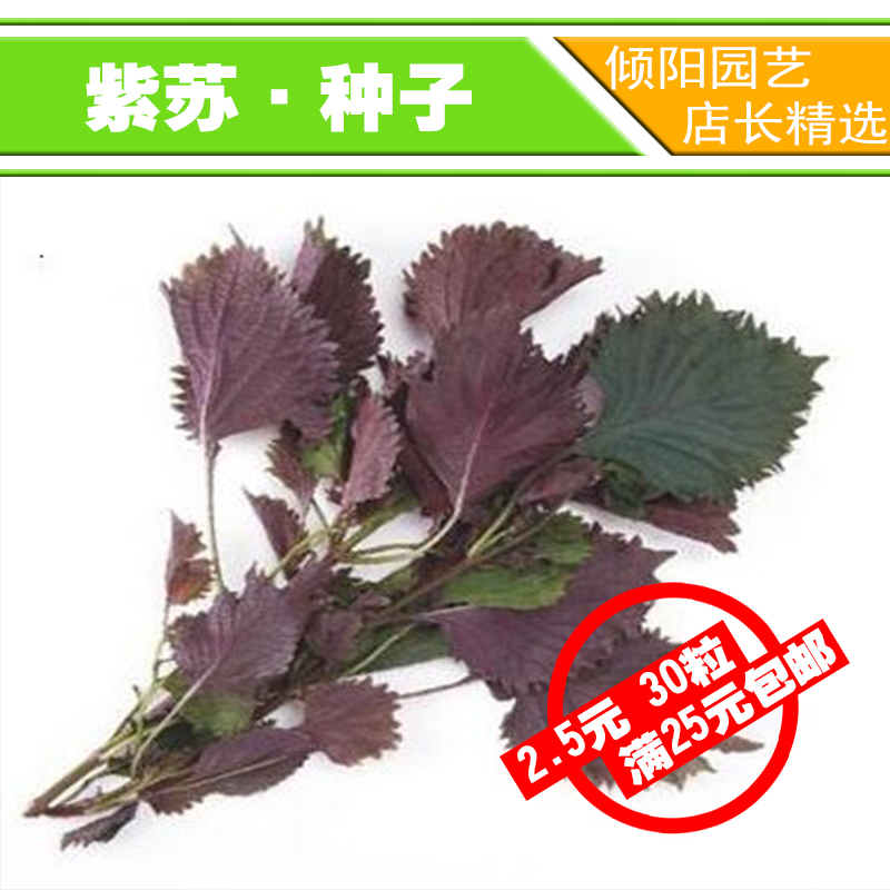 种子满25元包邮 阳台种花 紫苏种子 香菜类种子