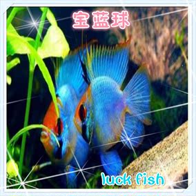 蓝凤凰鱼]宝蓝凤凰鱼繁殖评测 宝蓝凤凰球鱼繁