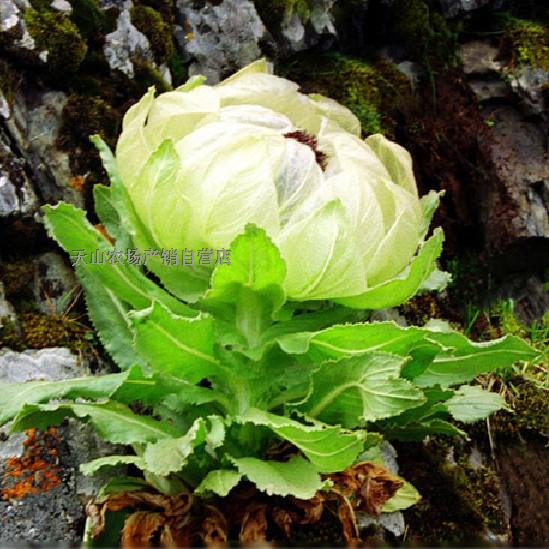 雪莲花新疆天山野生大雪莲花16年新货高山高寒9年生雪莲