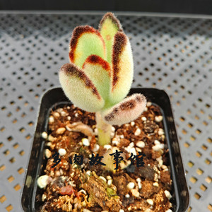 【多肉植物品种】最新淘宝网多肉植物品种优惠