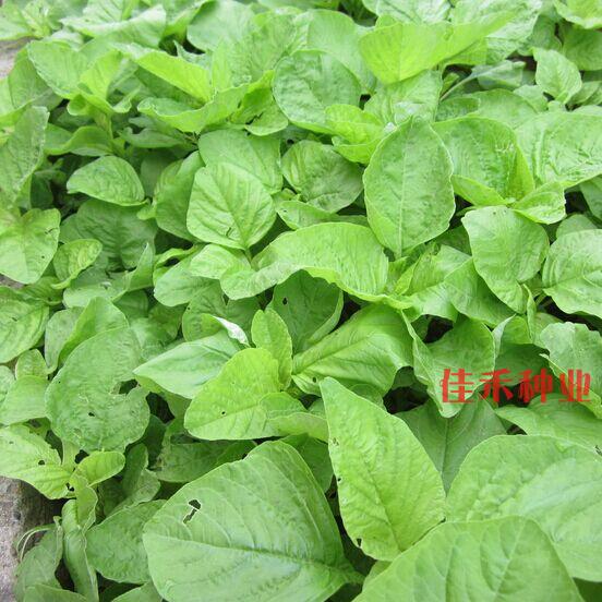 青苋菜种子 长寿菜 营养价值高 补血佳蔬 蔬菜种子阳台盆栽 四季