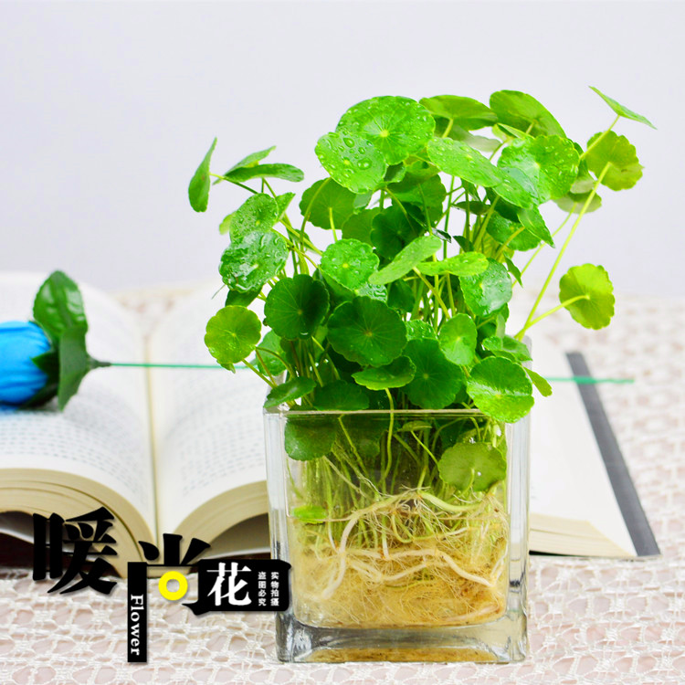 铜钱草水培植物室内盆栽绿植花卉净化空气金钱草套餐水养植物耐寒