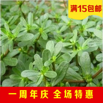 蔬菜种子 马齿苋种子 长寿菜种子 五行菜种子 补血菜 多次采摘