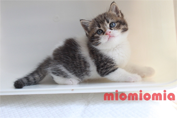 热销宠物猫 自家养宠物猫公猫喵星人 美国短毛