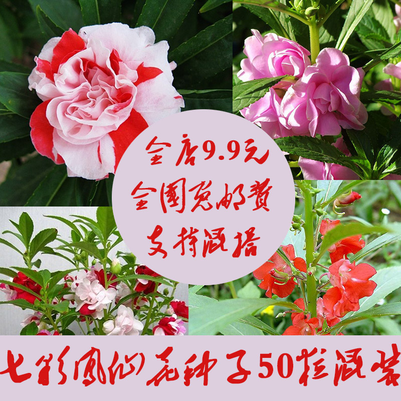 民生源 七彩凤仙花种子 庭院阳台盆栽指甲花 进口花卉种子 透骨草