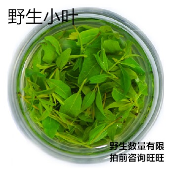 2016新茶上市 四川野生小叶苦丁茶 全部嫩芽心 清热降火 包邮