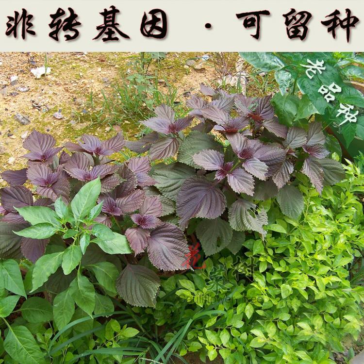 冬季小青菜非转基因蔬菜种子紫苏新手四季阳台易种菜盆栽叶子植物