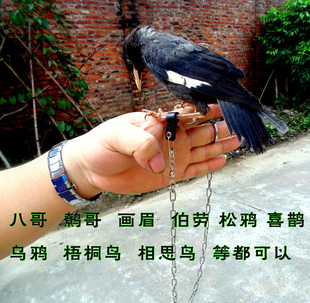 喜鹊八哥鹦鹉不锈钢八字环脚链/鸟链/鸟环/站架鹦鹉脚链全国包邮