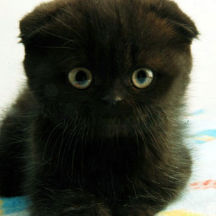 纯黑色无杂毛的黑猫是什么品种的猫