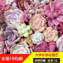多肉 多肉植物 盆栽绿植花卉组合办公室阳台盆景 包邮 创业园艺