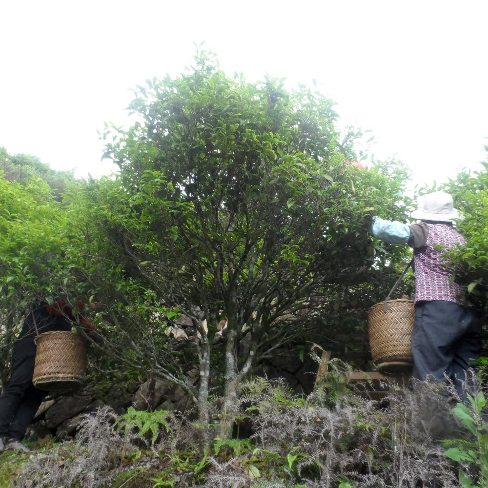 狮头脚 凤凰单丛茶 乌龙茶 凤凰茶 乌岽 高山 单枞茶