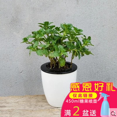 正品[绿萝盆]绿萝换盆注意事项评测 绿萝如何分