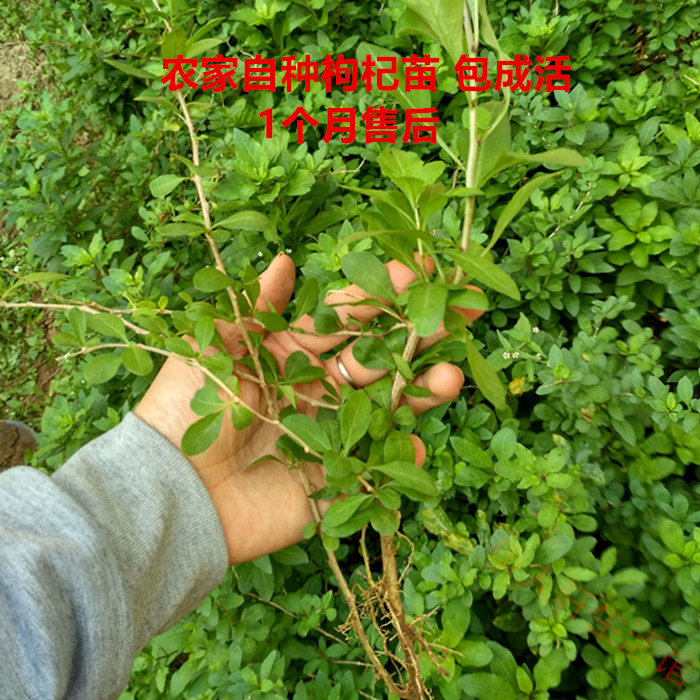 宁夏中宁红黑枸杞树苗盆地栽野生树桩盆景果树苗南北方种植包邮