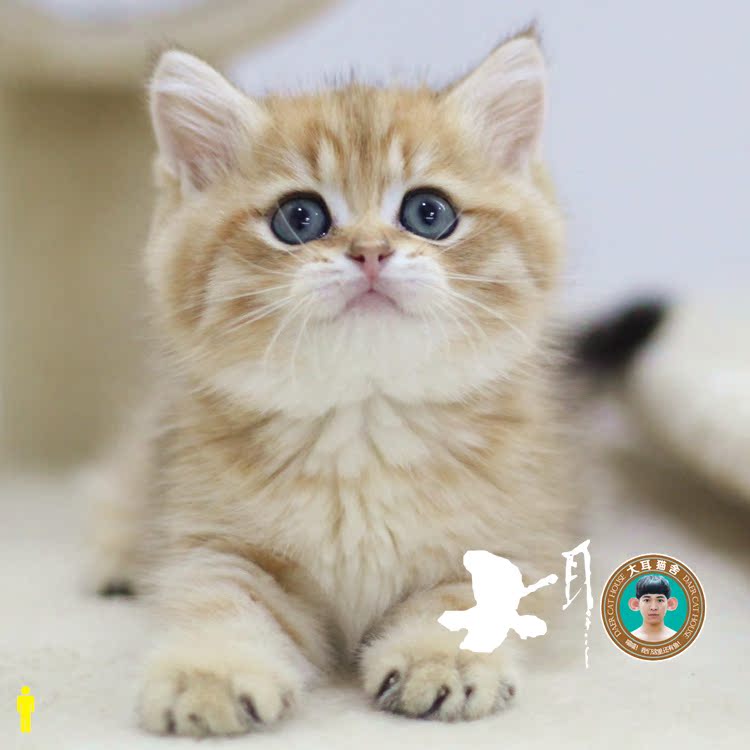 大耳猫舍|包邮 英短金渐层猫咪活体幼猫小猫虎斑公猫幼崽宠物橘猫
