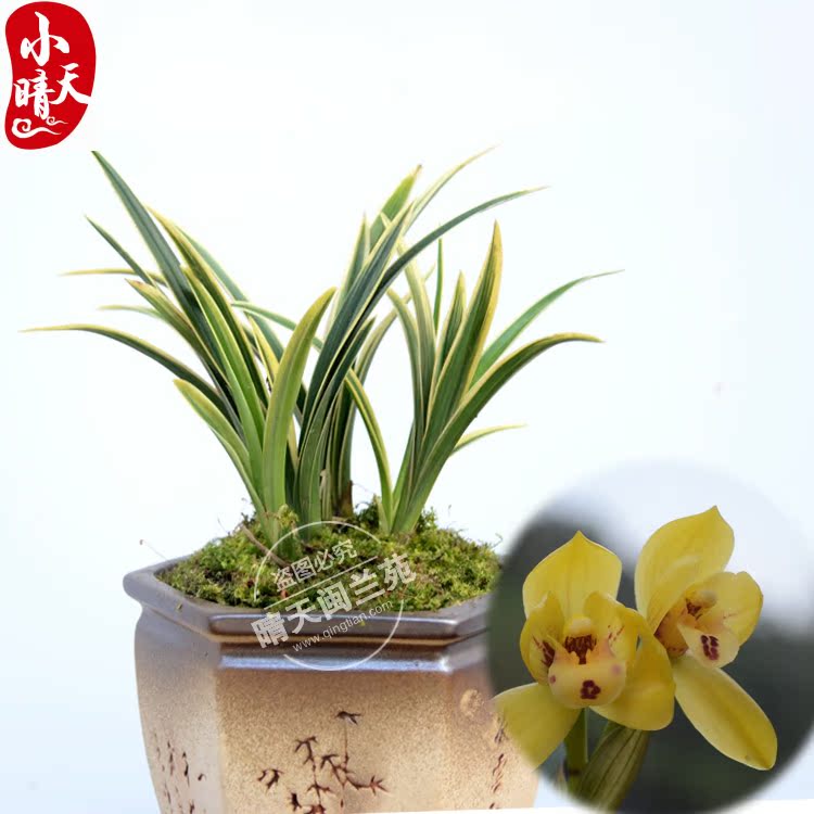 兰花精品矮种线艺 金刀驸马 客厅阳台绿植盆栽花卉 金边兰花草