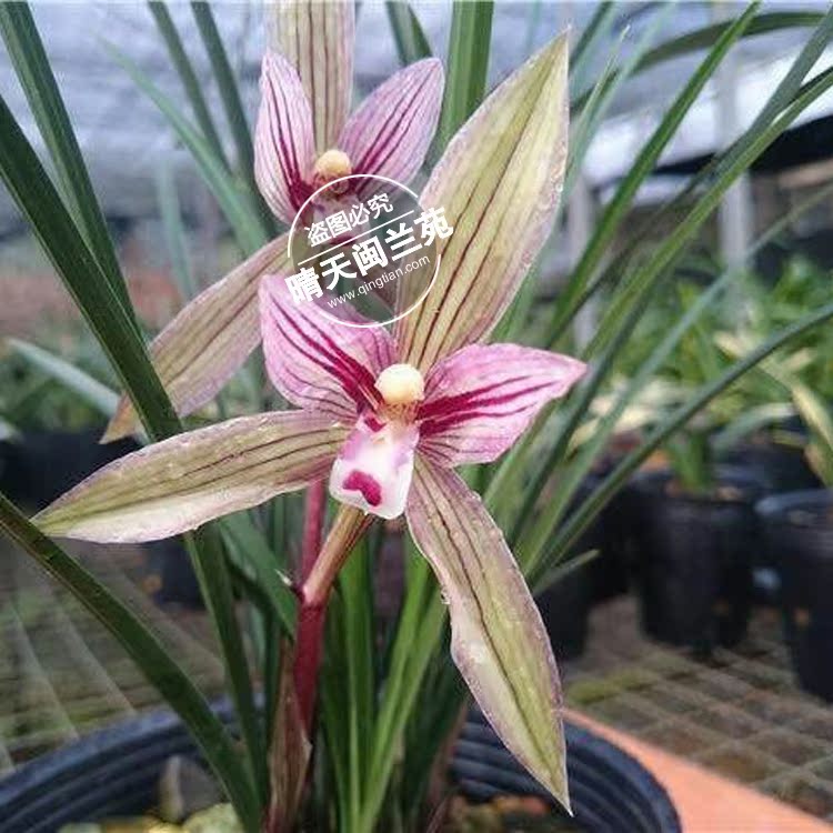 兰花墨兰荷瓣 兰花虎斑富贵金龙限时打折带花苞【众艺兰花园】