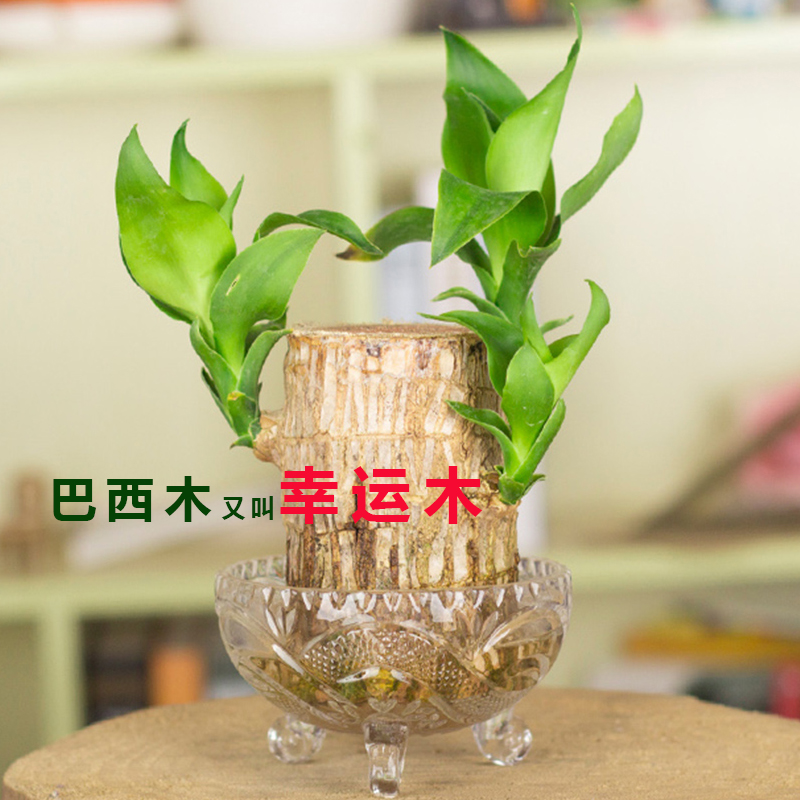 水养巴西木幸运木绿植花卉室内盆栽办公桌面水培盆栽花卉新奇植物